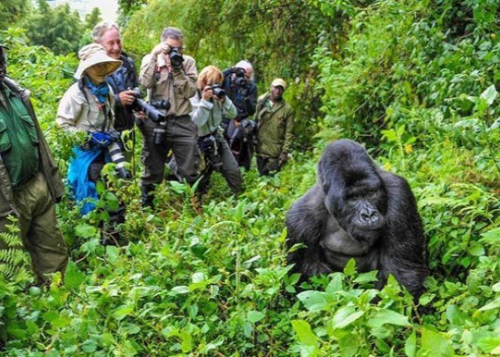 4 Days Gorilla Adventure Safari